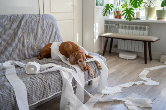 Lonely tired Vizsla dog relaxing on couch after destroying living room with scattered toilet paper, sleepy pet waiting for owner comfortably lying on sofa wrapped in messy paper, playful dog behavior.