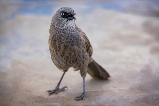 Black-lored babbler close-up portrait on ground