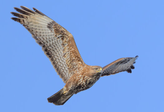 Common Buzzard
