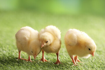 Baby animals. Cute chicks on green grass outdoors © New Africa