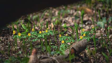 Fototapeta premium A group of Anemone ranunculoides in the forest