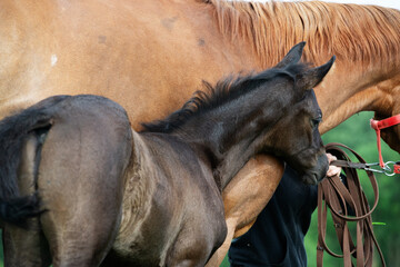 Naklejka premium little black foal of sportive breed with mom at pasture. close up
