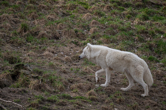 Hudson Bay wolf walking on a slope with trampled grass.