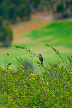 A small bird perches on a branch of a retama shrub in low light conditions, blending into a dark and softly textured background. The image captures a subtle and intimate moment of Andean wildlife.