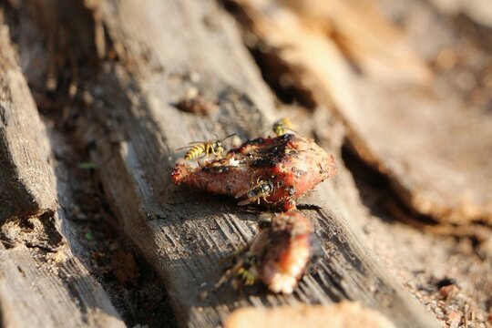 Yellowjackets feeding on meat outdoors. High quality photo