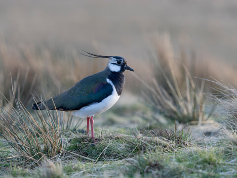 Northern lapwing, Vanellus vanellus