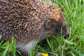 close-up of prickly hedgehog in green grass © Nataliya