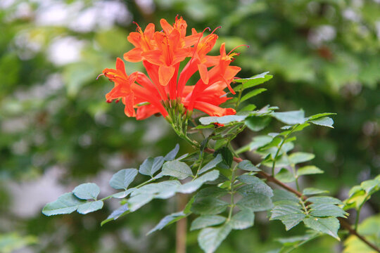 close-up of a beautiful Bignonia flower in the garden