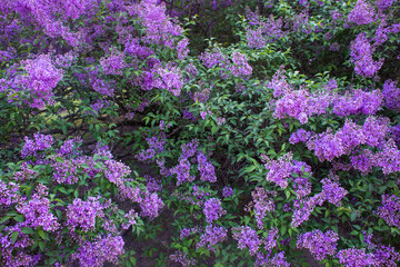 Obraz premium close up of beautiful purple lilac flowers in the garden