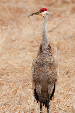 Sandhill crane