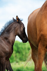 Naklejka premium little black foal of sportive breed with mom at pasture. close up