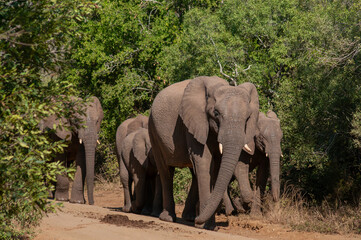 Fototapeta premium African elephant herd walking along dirt road in South Africa