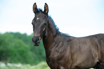 Naklejka premium little black foal of sportive breed walking at pasture. close up
