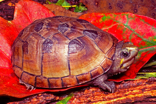Eastern mud turtle, Kinosternon subrubrum.