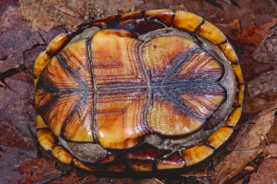 Eastern mud turtle, Kinosternon subrubrum.