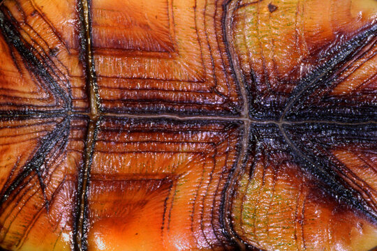 Eastern mud turtle, Kinosternon subrubrum, plastron scutes.