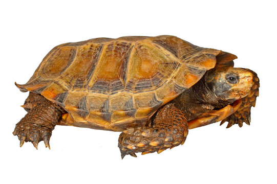 Impressed tortoise, Manouria impressa, white background.