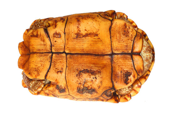 Flat-tailed tortoise, Pyxis plannicauda, plastron on white.
