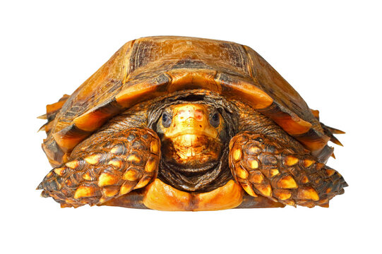 Impressed tortoise, Manouria impressa