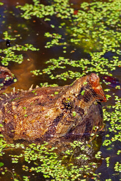 Alligator snapping turtle, Macrochelys temminckii.
