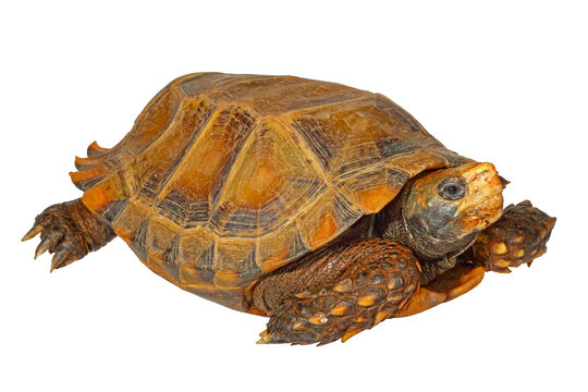 Impressed tortoise, Manouria impressa, white background.