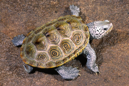Diamondback Terrapin, Malaclemmys terrapin terrapin, white background.
