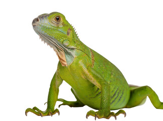 Fototapeta premium Isolated vibrant green iguana exotic reptile standing against a clean backdrop