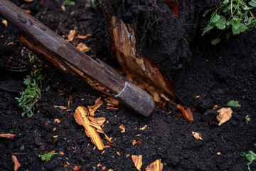 Fototapeta premium Axe embedded in tree root with wood chips scattered on soil, closeup of cutting process during stump removal in garden.