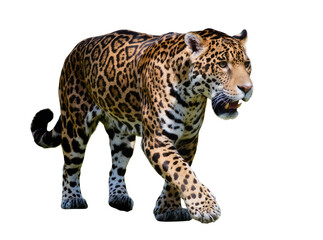 Isolated majestic jaguar walking slowly, displaying beautiful rosetted fur and strong body. © Aoife