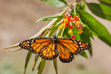 Southern monarch butterfly (Danaus erippus) with its wings spread on a milkweed flower. © jroballo