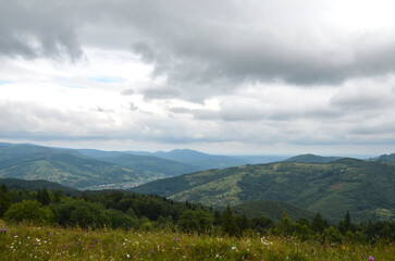 Fototapeta premium Moody overcast mountain landscape featuring a wildflower meadow in the foreground, rolling green hills and forested valleys stretching to distant blue ridges beneath dramatic cloudy skies. Carpathians