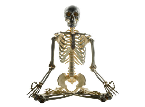 Isolated human skeleton anatomical model meditating in a serene yoga lotus position