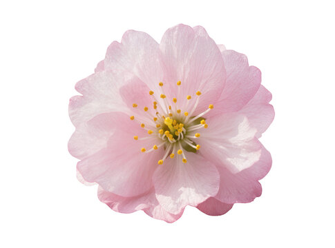 Isolated beautiful pink cherry blossom flower with vibrant yellow stamens, elegant natural bloom.