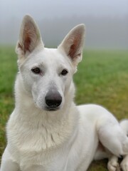 Obraz premium White Dog Lying Down in Foggy Field with Calm Expression
