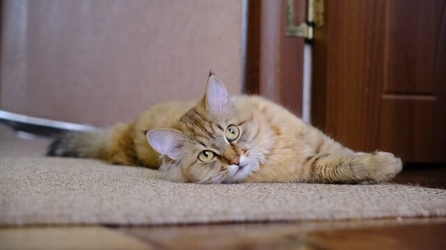 Tabby cat lay loose, lounging comfortably. Soft morning light, easy fresh breeze, enjoying sun beam. Relaxing on the  floor and looking squinting . funny pets. Calmness
