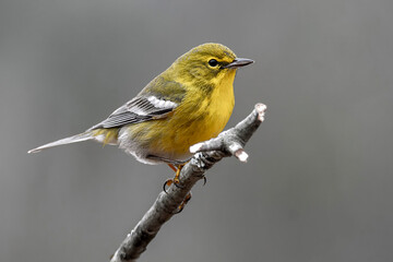 Fototapeta premium Goldfinch