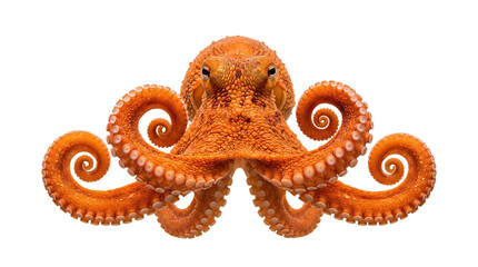 Vibrant orange octopus with eight curled tentacles spread wide in a symmetrical display showcasing detailed suckers and textured skin against a clean white background evoking © zupra