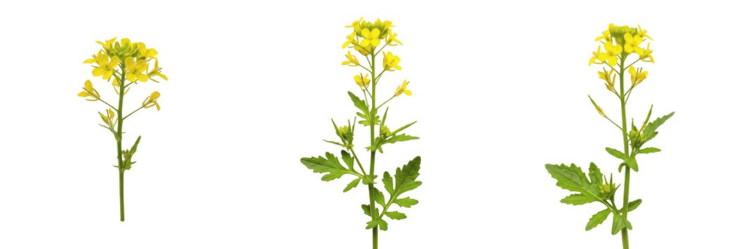 Wild mustard wildflower isolated on white background Sinapis arvensis field mustard yellow crucifer flower macro botanical specimen agricultural weed studio cutout high resolution image