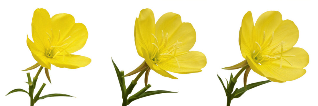 Evening primrose wildflower isolated on white background Oenothera biennis evening primrose yellow night blooming flower macro botanical specimen herbal plant studio cutout high resolution image
