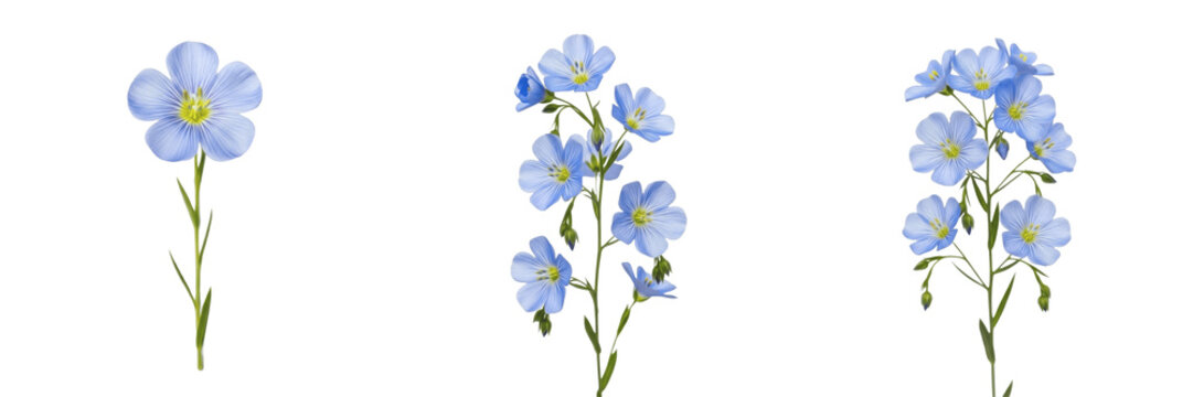 Blue flax wildflower isolated on white background Linum perenne perennial flax blue flax flower delicate petals macro botanical specimen meadow plant studio cutout high resolution image