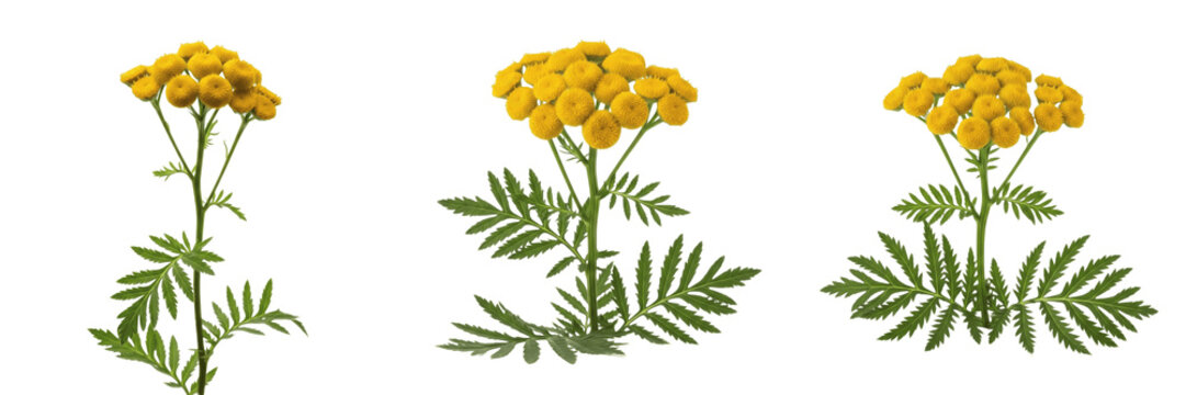 Tansy wildflower isolated on white background Tanacetum vulgare common tansy yellow button flower aromatic herb macro botanical specimen medicinal plant studio cutout high resolution image