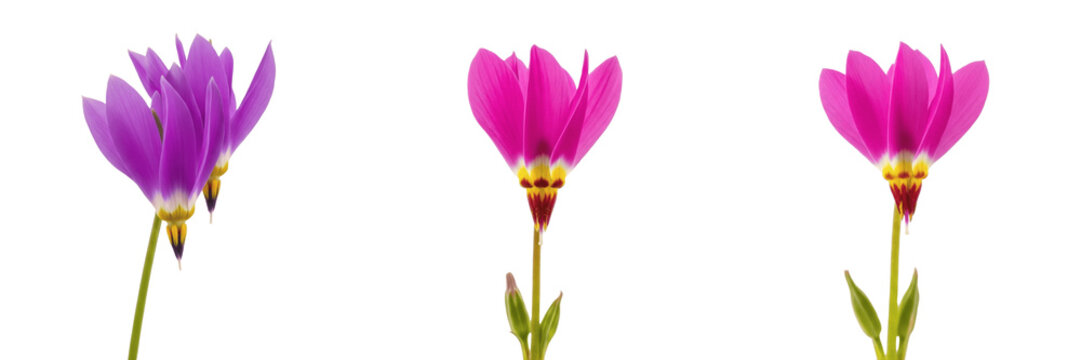 Shooting star wildflower isolated on white background Dodecatheon meadia shooting star flower reflexed petals pink bloom macro botanical specimen prairie plant studio cutout high resolution image