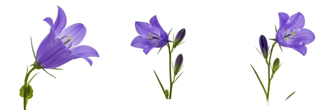Harebell wildflower isolated on white background Campanula rotundifolia blue bellflower harebell delicate alpine flower macro botanical specimen meadow plant studio cutout high resolution image