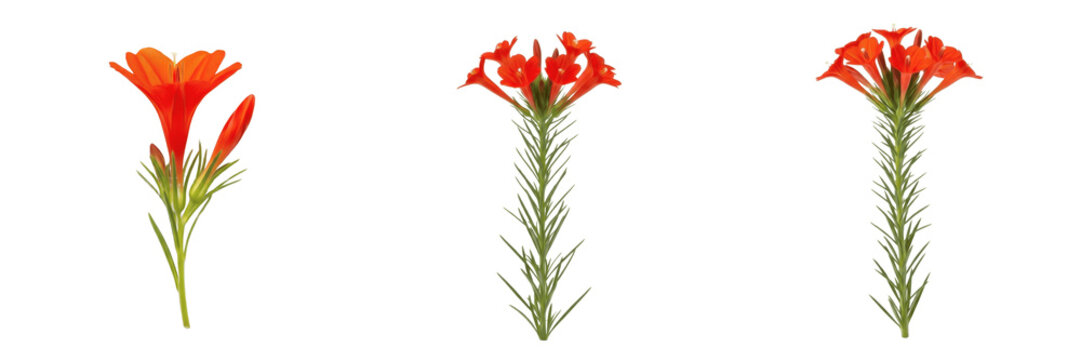 Scarlet gilia wildflower isolated on white background Ipomopsis aggregata skyrocket flower scarlet trumpet bloom hummingbird plant macro botanical specimen studio cutout high resolution image