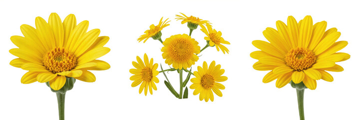 Naklejka premium Desert marigold wildflower isolated on white background Baileya multiradiata desert marigold yellow daisy flower arid plant macro botanical specimen studio cutout high resolution image