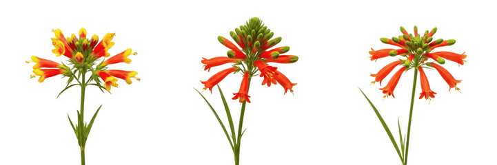 Fototapeta premium Firecracker flower wildflower isolated on white background Russelia equisetiformis firecracker plant coral fountain red tubular flowers macro botanical specimen garden plant studio cutout high