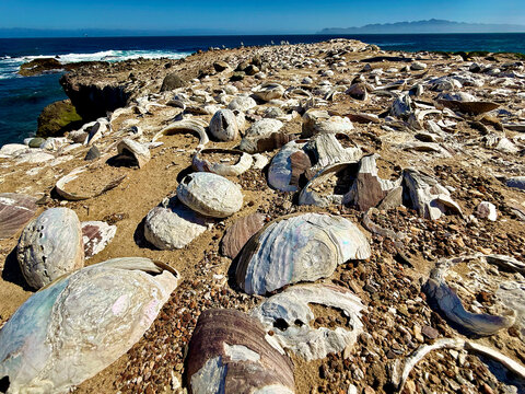Indian midden with abalone shells on beach, shore, mud,  shells, 