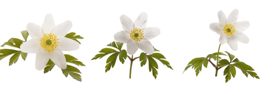 Wood anemone wildflower isolated on white background Anemone nemorosa woodland windflower white petals macro botanical specimen forest plant studio cutout high resolution image