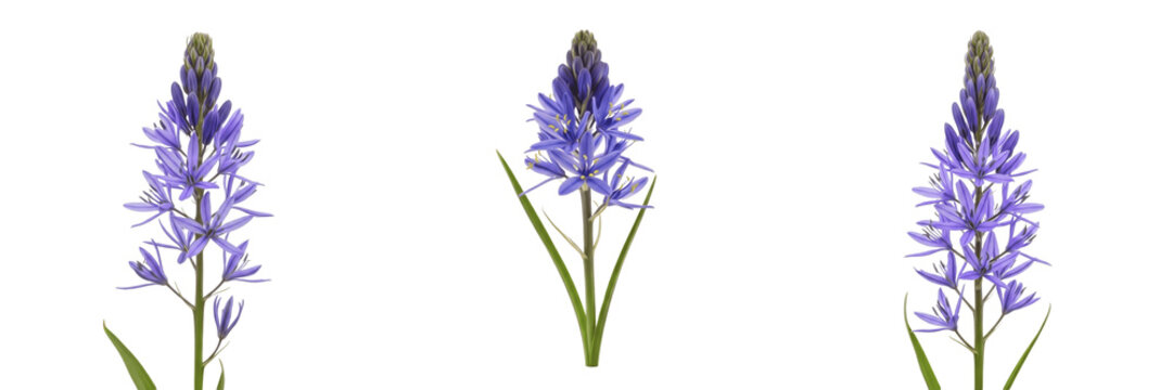 Camas wildflower isolated on white background Camassia quamash camas lily blue spike flower native edible bulb plant macro botanical specimen studio cutout high resolution image