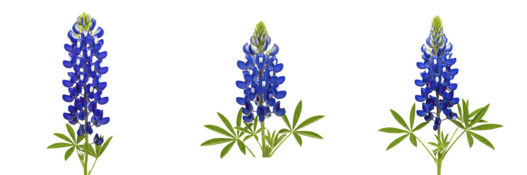 Lupinus texensis wildflower isolated on white background Texas bluebonnet lupinus texensis blue lupine state flower macro botanical specimen studio cutout high resolution image